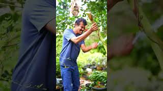 "You Won’t Believe What Banana Stem Tastes Like! 🤯🍌