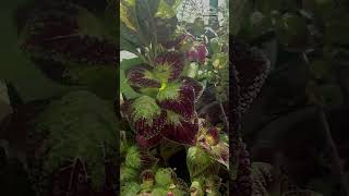 Beautiful flower #vnvideoeditor #vn #vntrendingvideoediting #estetica #vneditor