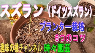 【スズラン（ドイツスズラン）】プランター栽培　6つのコツ　22/11/14
