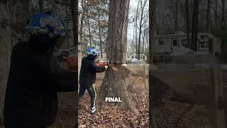 Safely Felling a Hazardous Red Oak