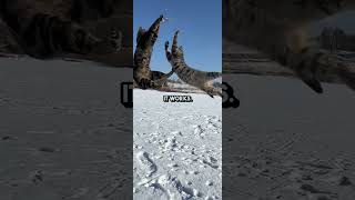 Funny Cat Trivia 7 - Why Cats Always Land on Their Feet🐾 #cat #catvideos #shorts