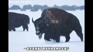 牧场发现郊狼 #纪录片 #户外 #荒野求生 #野外生存