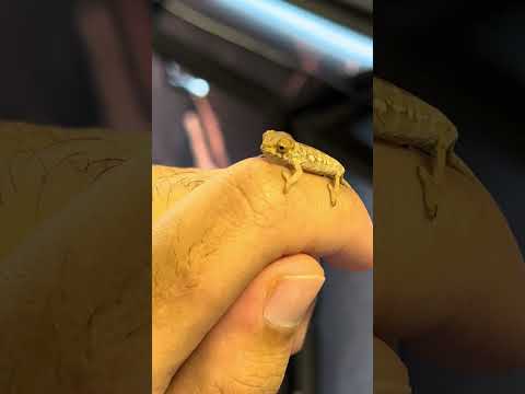 *** TINY BABY CHAMELEON 🦎*** #animal #viral #wild #lizard #chameleon #baby #nature #cute #reptile