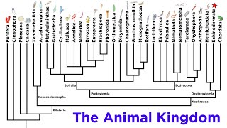 Major Divisions of Kingdom Animalia and the Problem With Animal Phyla