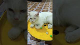 おもしろ猫スタイル集 😸 見れば見るほど好きになる！| #catslovers #shorts #cutecats
