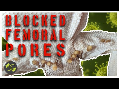 Squeezing Blocked Femoral Pores - should you do it? - Cookies Critters