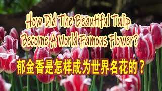 How Did The Beautiful Tulip Become A World Famous Flower?