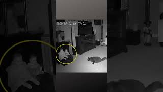 Câmeras de segurança capturam 'fantasma' deixando uma boneca e perseguindo seu gato