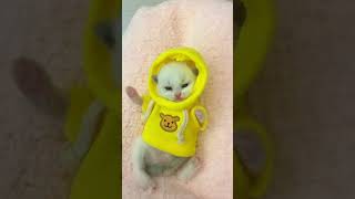 拍拿放最小参赛选手，还挺注意隐私#这我的小猫快看啊 #哈基米哈基米 #它真的好像个小宝宝   抖音