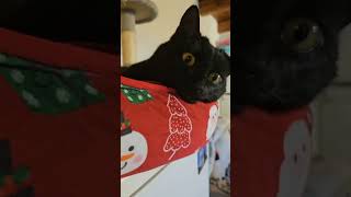 #best #cat #coolcats #cats #coolcat #catlover #catcooledit #pets #humor #funny