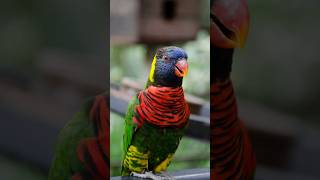 Top 10 most beautiful parrots in the world #top10animals
