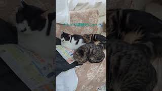 並んで寝る🐈たち🐾