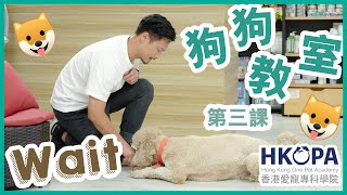 【一分鐘犬隻訓練】HKOPA x 犬隻訓練師Eric 狗狗教室第三課 (Wait）/ Eric Chan Dog Training Lesson 03 (Wait)