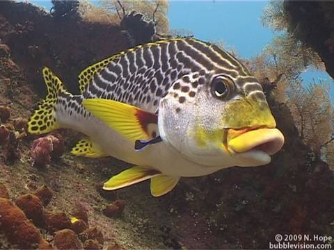Diving in Bali