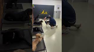 jump cover #bordercollie #MHdogtraining犬隻訓練 @MHDogTraining