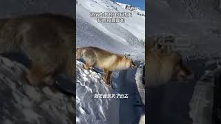 游客为拍照不听劝阻投喂狐狸面包 拍摄者：喂了2次，狐狸容易生病死亡