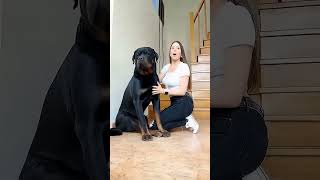 #dog #cut #puppy #dogs r #dogstagram #dogoftheday