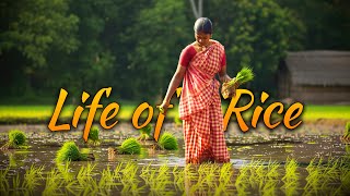 The Life of Rice 🌾 EP1 | Appam • Idli  • Adhirasam | Village Style Cooking