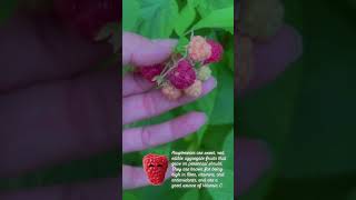 Home grown raspberries