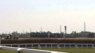 新潟競馬場 　障害競走　 4号障害　 飛越