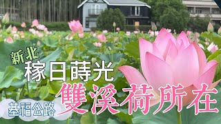 【新北雙溪】夏日限定：在隱身基北山區的基福公路 尋找稼日蒔光｜雙溪荷所在 ｜雙溪荷花園