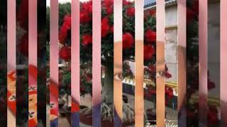 Nazim khan raisen calectet koloni