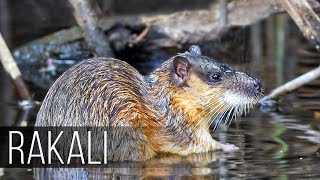 RAKALI is a Killer of Poisonous Toads, a bloodthirsty water rat from Australia!  Rakali vs toads