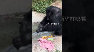 猩猩“人类行为”，网友：头套摘了吧，园长， 知道是你！