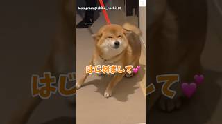 満面の笑み💕『はじめまして』の柴犬が可愛すぎる　#柴犬　#犬　#かわいい犬 #犬のいる暮らし #癒し