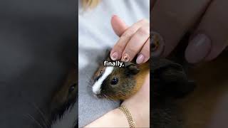 Adorable Pets! #petsofig #petstagram #shorts #video #youtube #pets