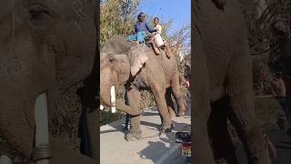 How Humans Tame Elephants