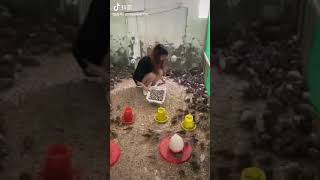Collecting Eggs