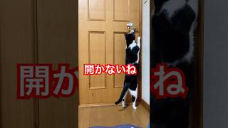 日本語を喋るねこ　#cat #かわいい #保護猫 #子猫 #ねこ #ネコ #funny #おもしろ #音源お借りしました