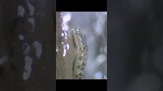 Any small fish that can swim upstream to reach the top of the mountain is a hero. #wildlife