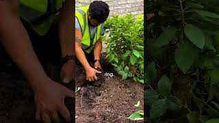 How to Plant Shrubs?