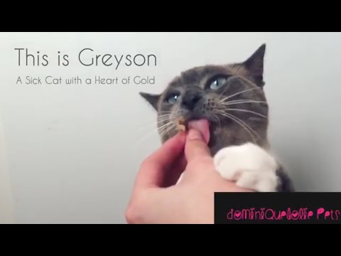 A Sick Cat with a Heart of Gold
