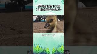 男子好心救下大雁 不料還要幫它帶孩子     #寵物 #動物 #可愛