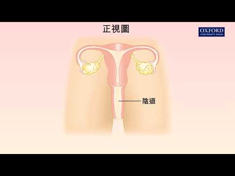 動畫13.2 女性生殖系統