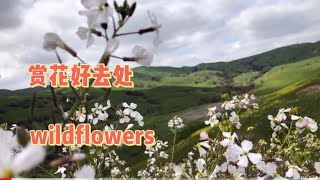 where to see wildflowers bloom 洛杉矶赏花好去处 Chino Hill State Park接触真正的大自然