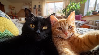 June Summary of the Black Cat Jiji