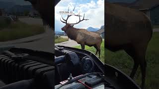 Elk Charges as Colorado Man Tries to Fix Truck | AccuWeather