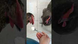 【鶏日記】まだ少年の婿#にわとり #hens #poules #coq#雄鶏 #鶏 #ニワトリ