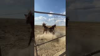 Stallion Showdown: Battle for the Herd