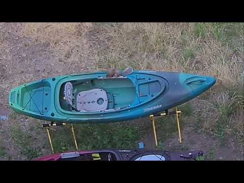 Squirrel attacks kayak