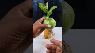 How to grow guava plant at home from fruit || Best & easy method for planting //#highlight