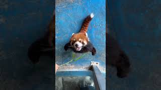 小熊猫：她怎么笑得更开心了？ #萌宠 #可爱到爆炸💥 #小熊猫 #动物