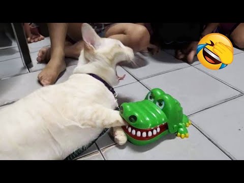 FUNNIEST ANIMALS  Dogs and Cats 2025 Will Make You Laugh