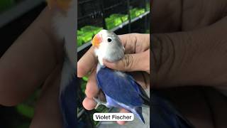 quality ❤️ #bird #youtubeshorts #birdlove #lovebird #birdworld