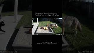 HERO CAT Saves Sleeping Toddler From Coyote Attack (Jaw-Dropping Security Cam)