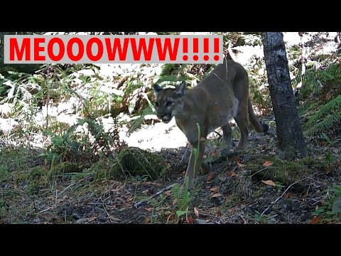 Trail Camera Cougar Elk Bear Bobcat Big Bucks
